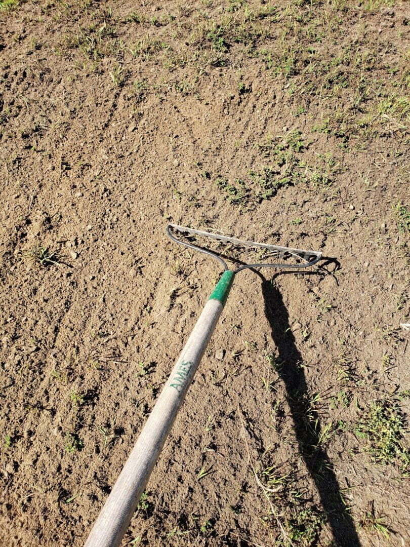 Rake the seed bed to prepare for reseeding.
