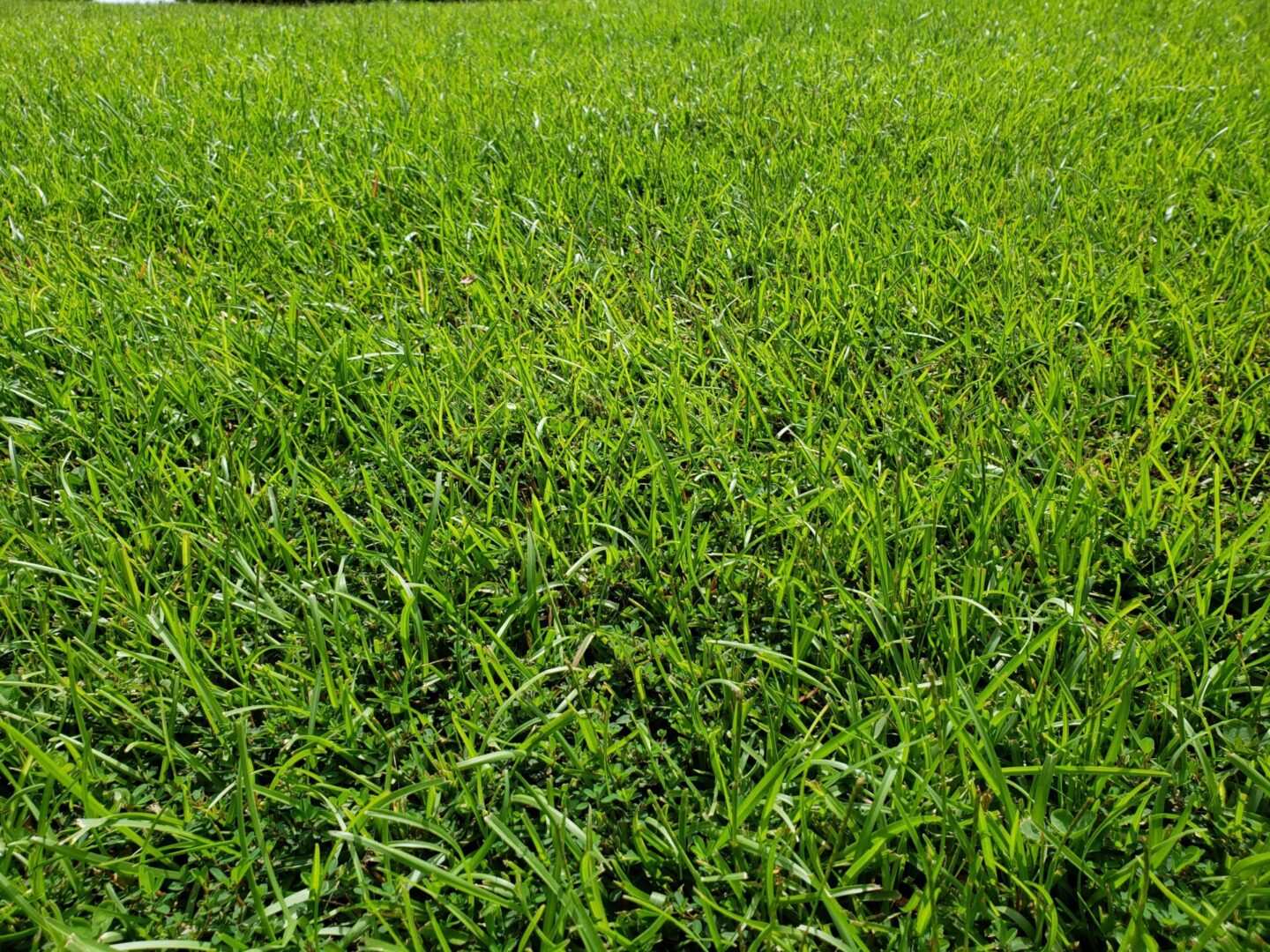 centipede-grass-simple-plant-food